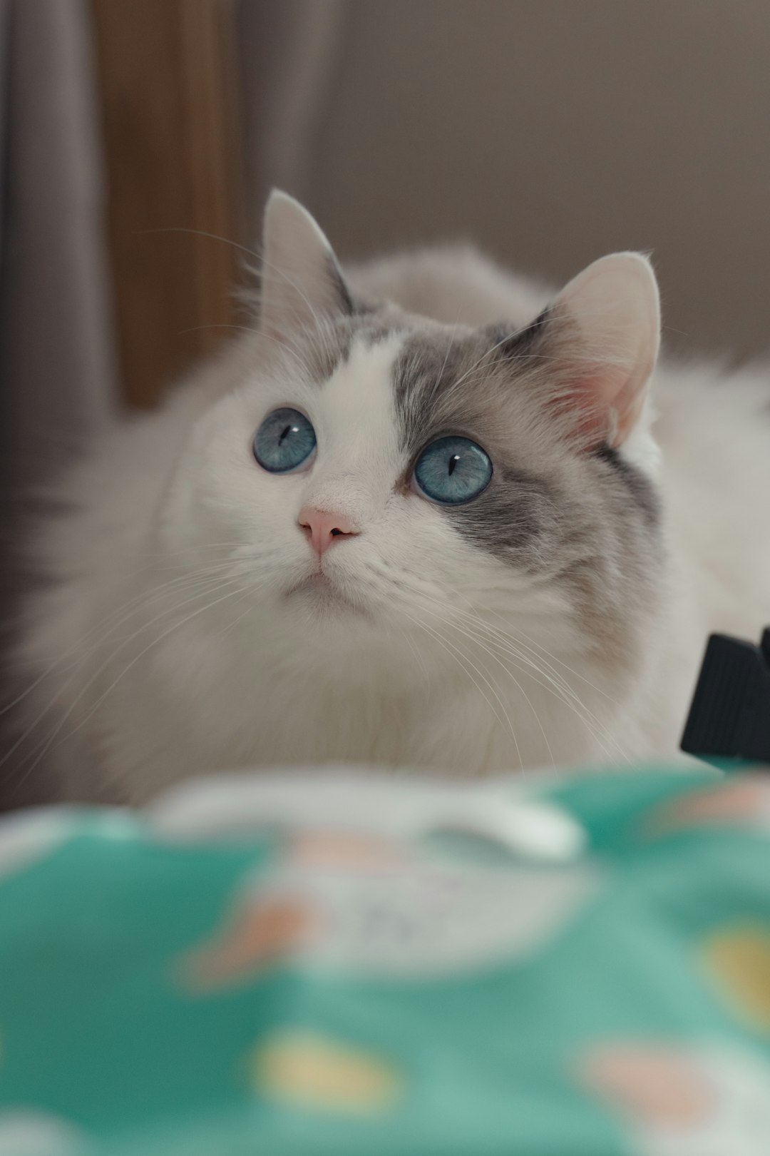 gallery-1 a-fluffy-white-cat-with-blue-eyes-looks-up-bqlkykf2c70