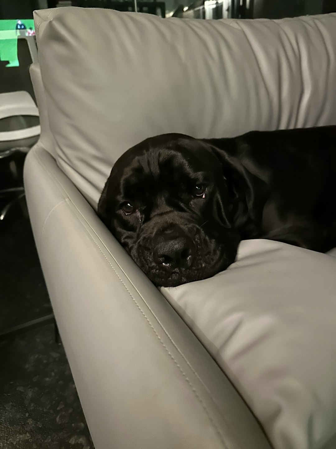 our-services-3 Cute dog Simba.
