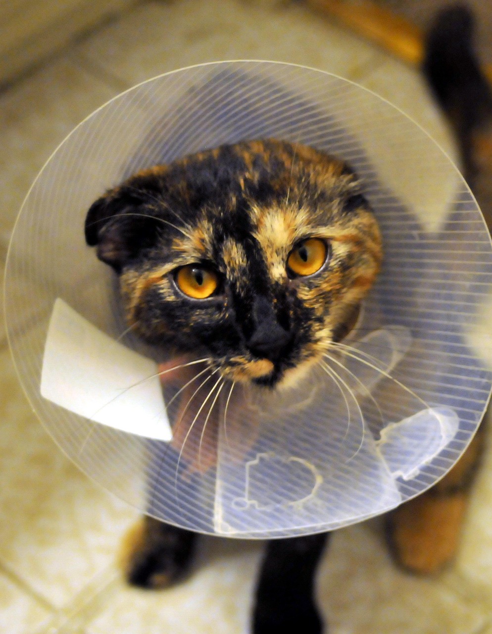 why-choose-us cat, collar, spayed, tortoiseshell, pet, animal, feline, domestic, veterinary, kitten, care, paw, fur, whiskers, medical, mammal, tail, fluffy, tabby, surgery, patient, clinic, nature, health, treatment, companion, brown health, brown medical, brown care