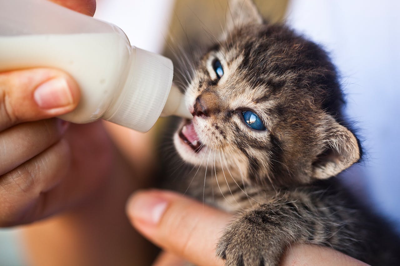 hero-img-01 Close-up of a hand feeding milk to a tiny tabby kitten with blue eyes.
