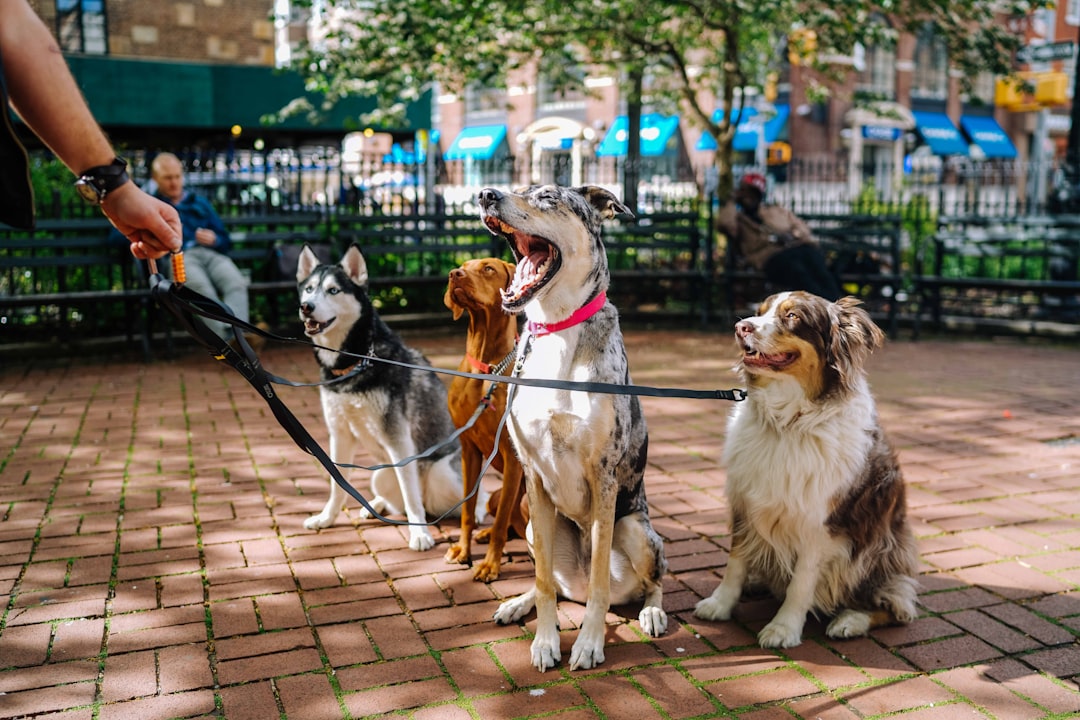 our-services-1 Walking Dogs