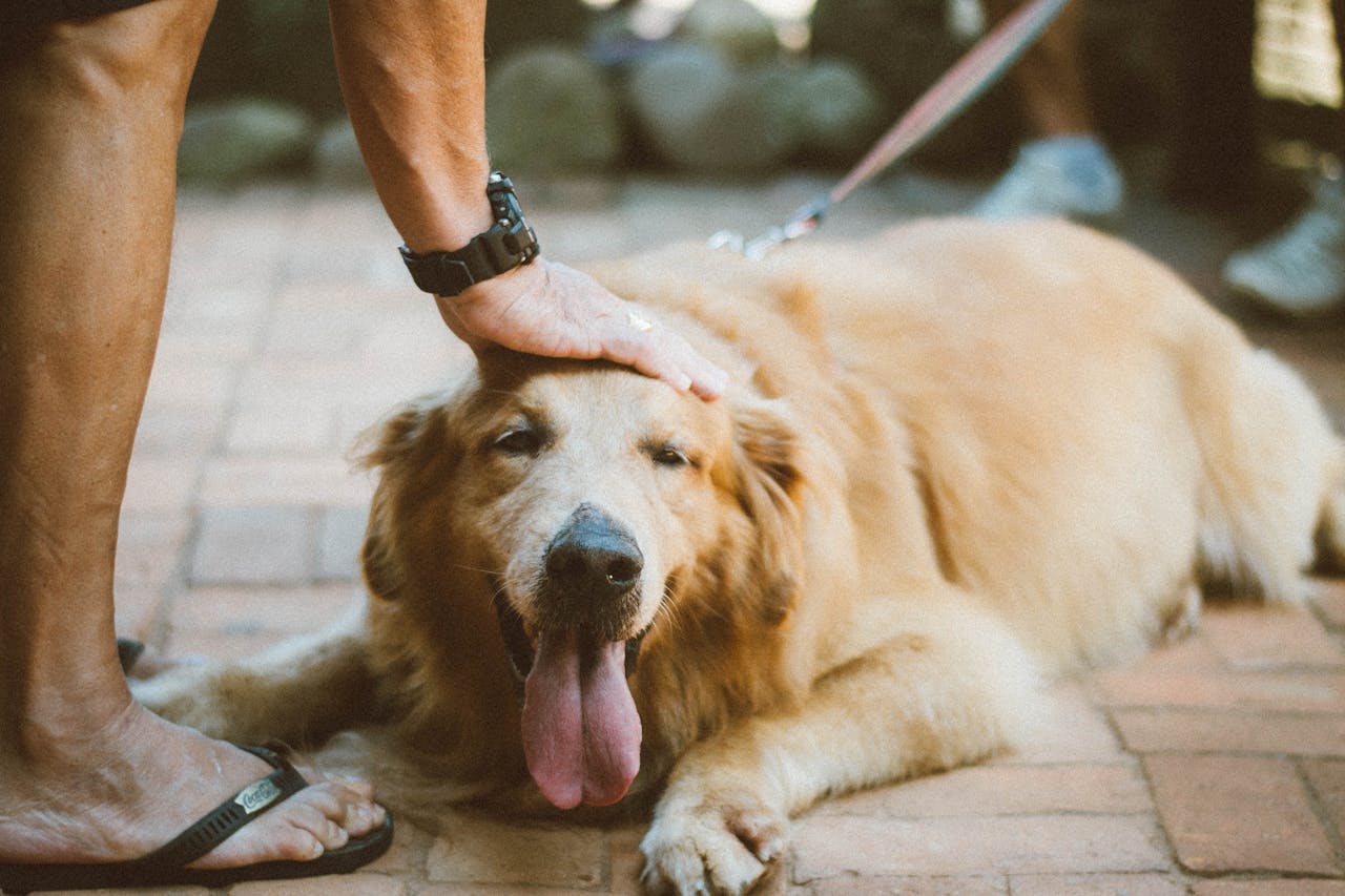 hero-img-02 A Golden Retriever being petted while lying outdoors, showing love and relaxation.